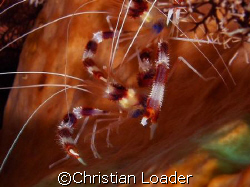 Banded Boxer Shrimp - photo taken in June 2007 in Komodo ... by Christian Loader 
